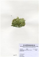 藏品(白果胞藻)的圖片